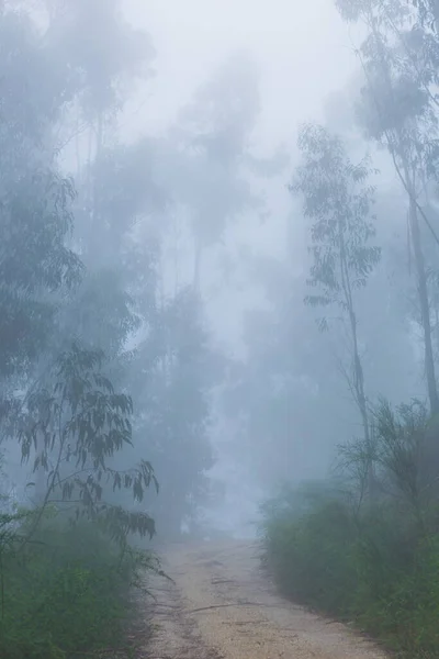 Nebel Wald Portugiesischen Nationalpark Geres Portugal — Stockfoto