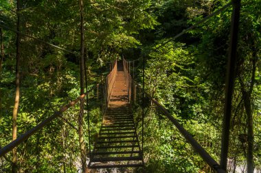 Panama ormanında eski asılı köprü