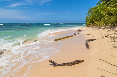Panama 'da ağaçları olan tropik okyanus plajı