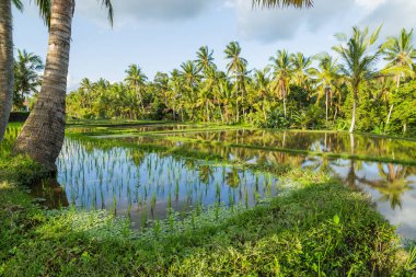 Bali, Endonezya ve Asya 'daki pirinç tarlalarının görüntüsü