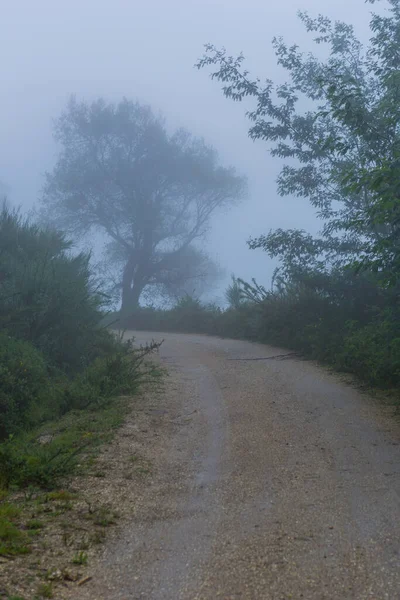 Fog Forest Portuguese National Park Geres Portugal — Stock Photo, Image