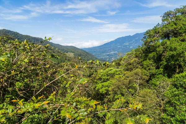 Zelený Hustý Tropický Deštný Prales Panamě — Stock fotografie