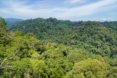Brunei 'nin doğusundaki Temburong bölgesindeki Ulu Temburong Milli Parkı ya da fathul Parkı' nın manzarası