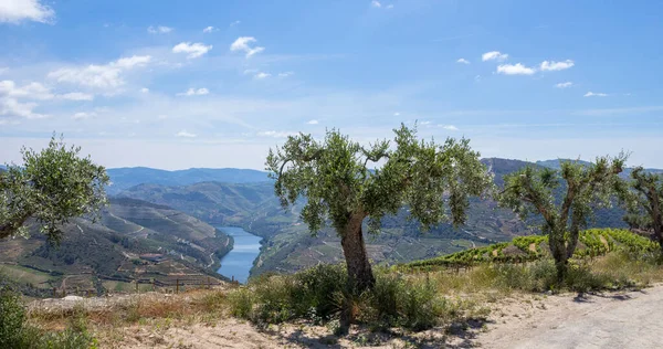 Vale Douro Paisagem Vinícola Vinho Porto Perto Aldeia Pinhao Portugal — Fotografia de Stock