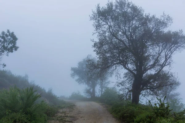 Nebbia Nella Foresta Nel Parco Nazionale Portoghese Geres Portogallo — Foto Stock