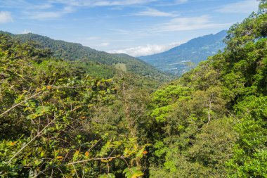 Panama 'da yeşil ve kalın tropikal yağmur ormanları