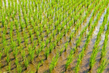 Cava, Endonezya ve Asya 'daki pirinç tarlalarının görüntüsü