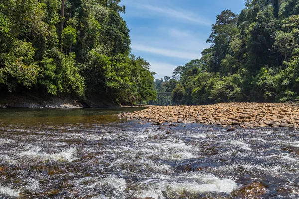 Temburong River Virgin Rainforest Ulu Temburong National Park Brunei — Stock Photo, Image