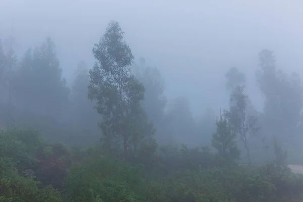 Nebbia Nella Foresta Nel Parco Nazionale Portoghese Geres Portogallo — Foto Stock