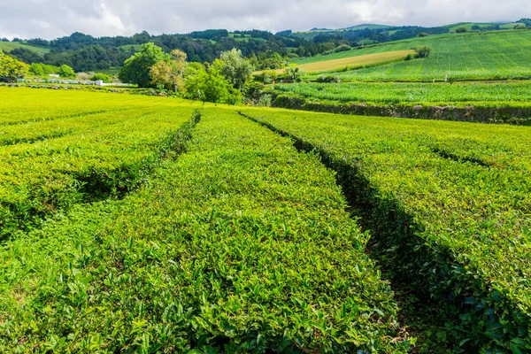 Pohled Řady Čajových Plantáží Gorreaně Nejstarší Jediná Čajová Plantáž Evropě — Stock fotografie
