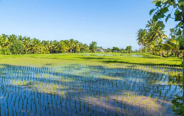 View Rice Fields Detail Bali Indonesia Asia — Stock Photo, Image