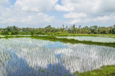 Bali, Endonezya ve Asya 'daki pirinç tarlalarının görüntüsü