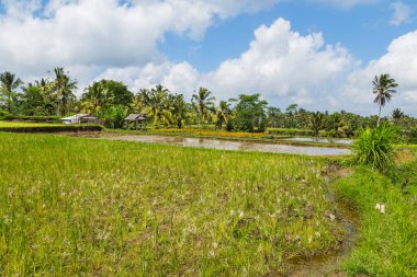 Bali, Endonezya ve Asya 'daki pirinç tarlalarının görüntüsü
