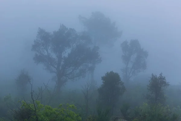 Fog Forest Portuguese National Park Geres Portugal — Stock Photo, Image