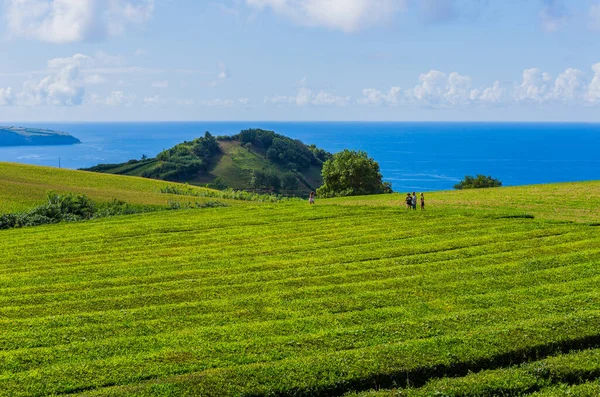 Sao Miguel Azorerna Portugal Människor Teplantageraderna Och Byggandet Gorreanas Tefabrik — Stockfoto