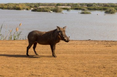 Doğal parktaki bir yaban domuzu, Senegal 'deki Djoudj.