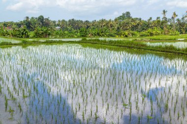 Bali, Endonezya ve Asya 'daki pirinç tarlalarının görüntüsü