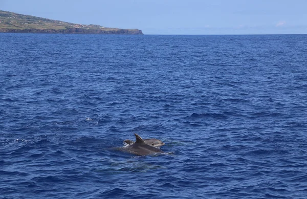 Dolphins jumping out of water, in nature, on the ocean. Pico, Azores