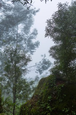 Portekiz, Geres Ulusal Parkı 'ndaki ormanda sis var.