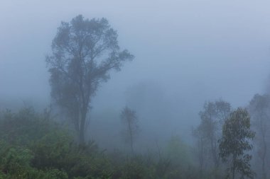 Portekiz, Geres Ulusal Parkı 'ndaki ormanda sis var.