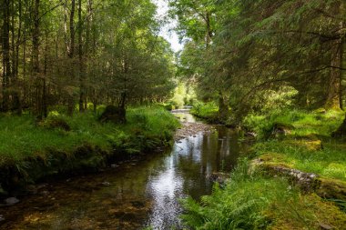 İrlanda kırsalındaki küçük nehir, İrlanda 'nın Kerry ilçesinde ağaçlar ve bitki örtüsüyle çevrili..