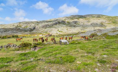 Atlar Portekiz 'in kuzeyindeki dağlarda otluyor.