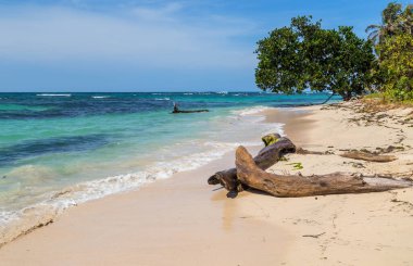 Kosta Rika 'da ağaçları olan tropik okyanus plajı