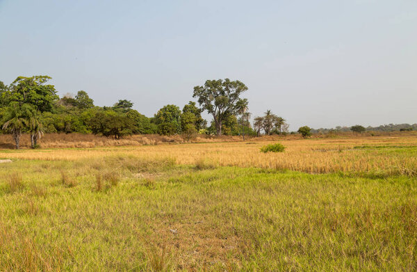 Rice fields outside Bissau in summer, Guinea-Bissau