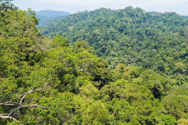 Brunei 'nin doğusundaki Temburong bölgesindeki Ulu Temburong Milli Parkı ya da fathul Parkı' nın manzarası