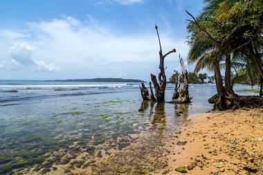 Panama 'da ağaçları olan tropik okyanus plajı