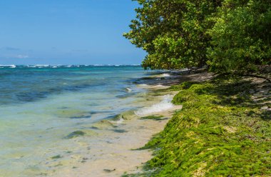 Panama 'da ağaçları olan tropik okyanus plajı