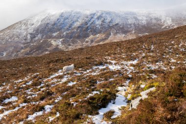 Anu 'nun Papaları' nda Kar, Co Kerry, İrlanda
