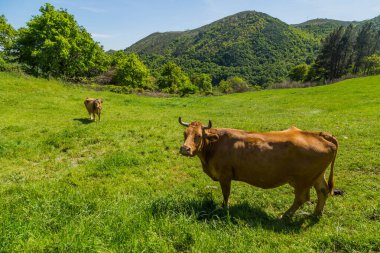 Portekiz 'in kuzeyindeki dağlarda inekler var.