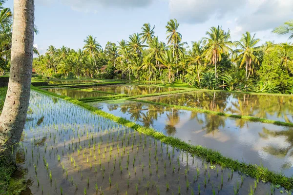 Bali, Endonezya ve Asya 'daki pirinç tarlalarının görüntüsü