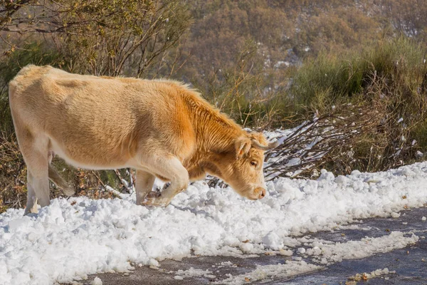 Cow Mountain Snow Sanabria Lake Castilla Leon Spain — Stock Photo, Image