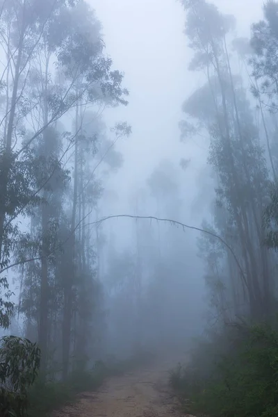 Туман Лесу Национальном Парке Португалии Джерес Португалия — стоковое фото