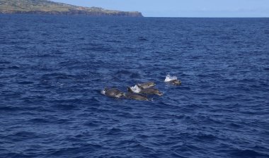 Yunuslar sudan, doğada, okyanusta zıplıyorlar. Pico, Azores