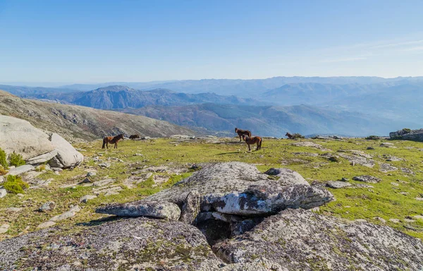 Horses Pasturing Mountains North Portugal — Stock Photo, Image