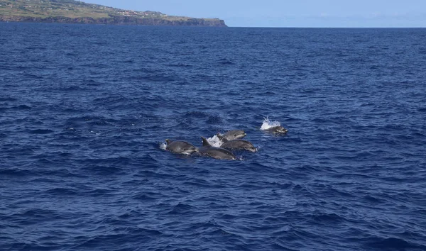 Dolphins jumping out of water, in nature, on the ocean. Pico, Azores