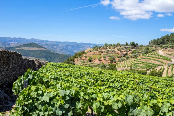 Pinhao Douro Portekiz Porto Şarabı Bağında Asmalar — Stok fotoğraf