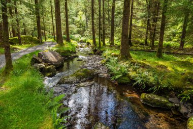İrlanda kırsalındaki küçük nehir, İrlanda 'nın Kerry ilçesinde ağaçlar ve bitki örtüsüyle çevrili..