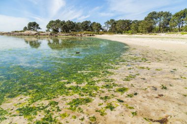 Galiçya, İspanya 'daki Ons Adası' nda güzel bir sahil..