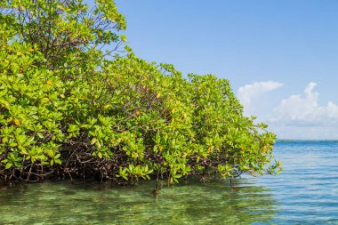 Panama 'da ağaçları olan tropik okyanus plajı
