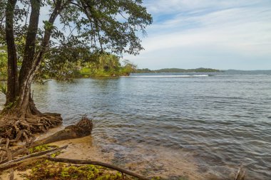 Panama 'da ağaçları olan tropik okyanus plajı