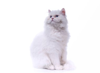 Beyaz arka planda izole beyaz kedi