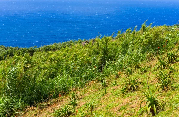 Пейзажи Азорских Островах Португалии Тропическая Природа Острове Сан Мигель — стоковое фото