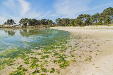 Galiçya, İspanya 'daki Ons Adası' nda güzel bir sahil..