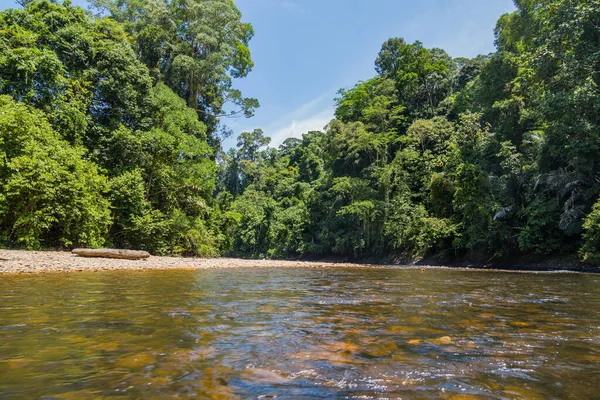 Temburong River Virgin Rainforest Ulu Temburong National Park Brunej — Stock fotografie
