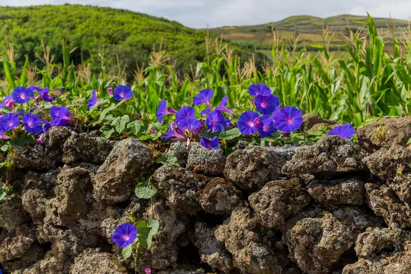 Flores Violetas Ilha Graciosa Nos Açores Portugal — Fotografia de Stock