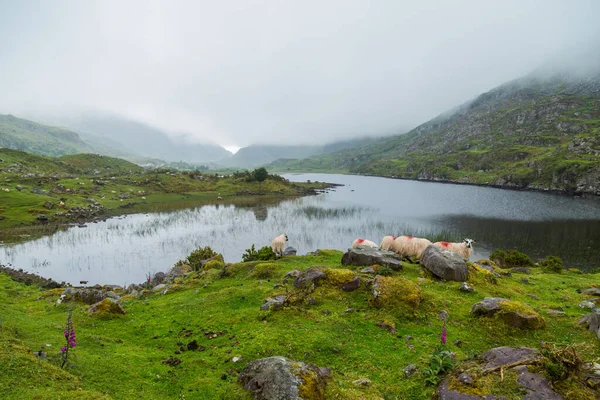 Killarney Nemzeti Park Killarney Nemzeti Park Killarney Város Közelében Kerry — Stock Fotó